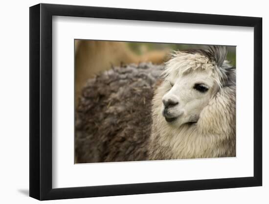 Alpaca Headshot-dyakhnov-Framed Photographic Print