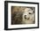 Alpaca Headshot-dyakhnov-Framed Photographic Print