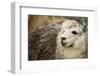 Alpaca Headshot-dyakhnov-Framed Photographic Print