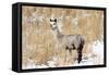 Alpaca in Snow-Delmas Lehman-Framed Stretched Canvas