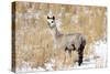 Alpaca in Snow-Delmas Lehman-Stretched Canvas