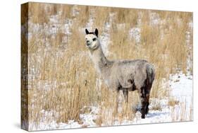 Alpaca in Snow-Delmas Lehman-Stretched Canvas