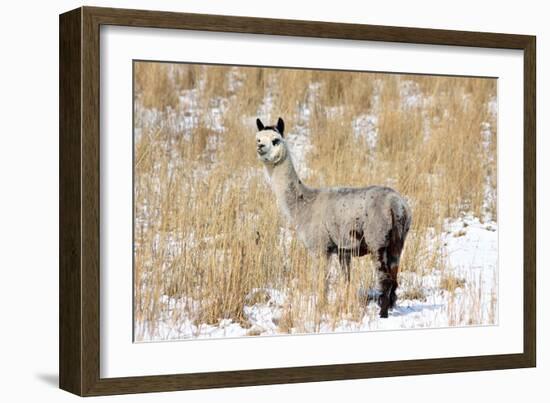 Alpaca in Snow-Delmas Lehman-Framed Photographic Print