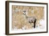 Alpaca in Snow-Delmas Lehman-Framed Photographic Print