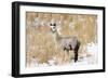 Alpaca in Snow-Delmas Lehman-Framed Photographic Print