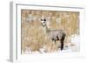 Alpaca in Snow-Delmas Lehman-Framed Photographic Print