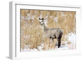 Alpaca in Snow-Delmas Lehman-Framed Photographic Print