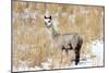 Alpaca in Snow-Delmas Lehman-Mounted Photographic Print
