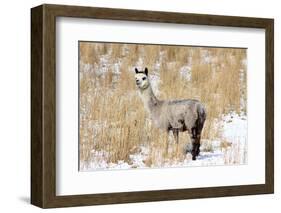 Alpaca in Snow-Delmas Lehman-Framed Photographic Print