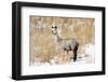 Alpaca in Snow-Delmas Lehman-Framed Photographic Print