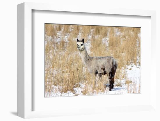 Alpaca in Snow-Delmas Lehman-Framed Photographic Print