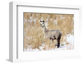 Alpaca in Snow-Delmas Lehman-Framed Photographic Print