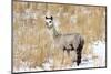 Alpaca in Snow-Delmas Lehman-Mounted Photographic Print