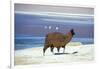 Alpaca, Lago Colorada, Uyuni, Bolivia, South America-Mark Chivers-Framed Photographic Print