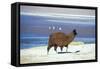 Alpaca, Lago Colorada, Uyuni, Bolivia, South America-Mark Chivers-Framed Stretched Canvas