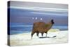 Alpaca, Lago Colorada, Uyuni, Bolivia, South America-Mark Chivers-Stretched Canvas