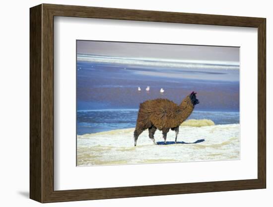 Alpaca, Lago Colorada, Uyuni, Bolivia, South America-Mark Chivers-Framed Photographic Print