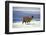 Alpaca, Lago Colorada, Uyuni, Bolivia, South America-Mark Chivers-Framed Photographic Print