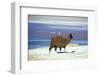 Alpaca, Lago Colorada, Uyuni, Bolivia, South America-Mark Chivers-Framed Photographic Print