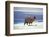 Alpaca, Lago Colorada, Uyuni, Bolivia, South America-Mark Chivers-Framed Premium Photographic Print