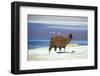 Alpaca, Lago Colorada, Uyuni, Bolivia, South America-Mark Chivers-Framed Premium Photographic Print