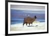 Alpaca, Lago Colorada, Uyuni, Bolivia, South America-Mark Chivers-Framed Photographic Print