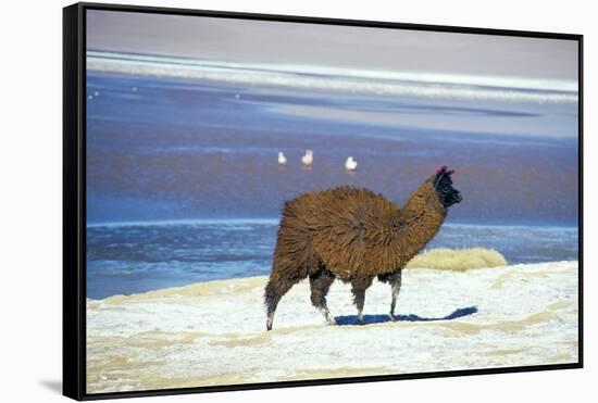 Alpaca, Lago Colorada, Uyuni, Bolivia, South America-Mark Chivers-Framed Stretched Canvas