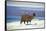 Alpaca, Lago Colorada, Uyuni, Bolivia, South America-Mark Chivers-Framed Stretched Canvas