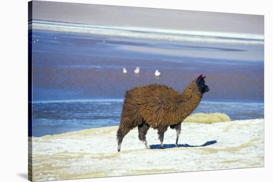 Alpaca, Lago Colorada, Uyuni, Bolivia, South America-Mark Chivers-Stretched Canvas