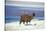 Alpaca, Lago Colorada, Uyuni, Bolivia, South America-Mark Chivers-Stretched Canvas