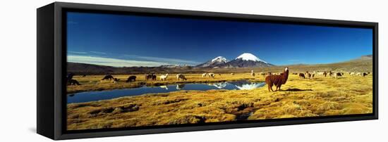 Alpaca (Lama Pacos) and Llama (Lama Glama) Grazing in the Field, Lauca National Park-null-Framed Stretched Canvas