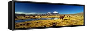 Alpaca (Lama Pacos) and Llama (Lama Glama) Grazing in the Field, Lauca National Park-null-Framed Stretched Canvas