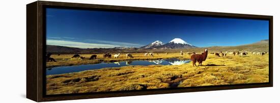 Alpaca (Lama Pacos) and Llama (Lama Glama) Grazing in the Field, Lauca National Park-null-Framed Stretched Canvas