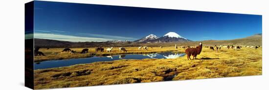 Alpaca (Lama Pacos) and Llama (Lama Glama) Grazing in the Field, Lauca National Park-null-Stretched Canvas