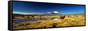 Alpaca (Lama Pacos) and Llama (Lama Glama) Grazing in the Field, Lauca National Park-null-Framed Stretched Canvas