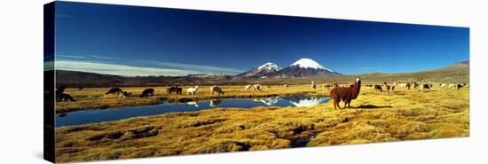 Alpaca (Lama Pacos) and Llama (Lama Glama) Grazing in the Field, Lauca National Park-null-Stretched Canvas