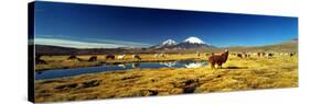 Alpaca (Lama Pacos) and Llama (Lama Glama) Grazing in the Field, Lauca National Park-null-Stretched Canvas