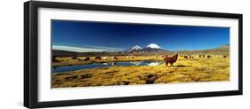 Alpaca (Lama Pacos) and Llama (Lama Glama) Grazing in the Field, Lauca National Park-null-Framed Photographic Print