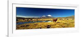 Alpaca (Lama Pacos) and Llama (Lama Glama) Grazing in the Field, Lauca National Park-null-Framed Photographic Print