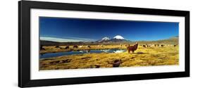 Alpaca (Lama Pacos) and Llama (Lama Glama) Grazing in the Field, Lauca National Park-null-Framed Photographic Print