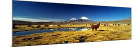 Alpaca (Lama Pacos) and Llama (Lama Glama) Grazing in the Field, Lauca National Park-null-Mounted Photographic Print