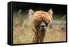 Alpaca Lama-erikgessinger-Framed Stretched Canvas