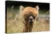 Alpaca Lama-erikgessinger-Stretched Canvas