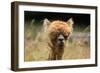 Alpaca Lama-erikgessinger-Framed Photographic Print