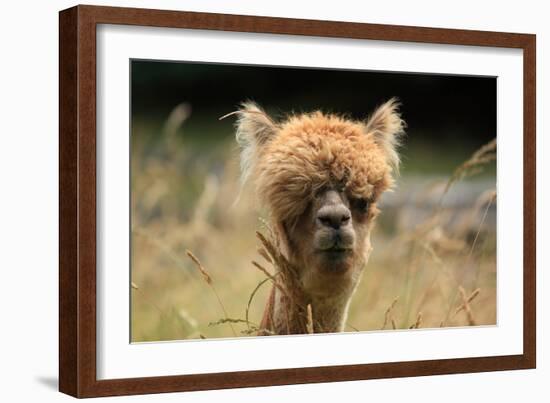 Alpaca Lama-erikgessinger-Framed Photographic Print