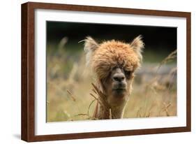 Alpaca Lama-erikgessinger-Framed Photographic Print