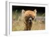 Alpaca Lama-erikgessinger-Framed Photographic Print