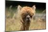 Alpaca Lama-erikgessinger-Mounted Photographic Print