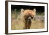 Alpaca Lama-erikgessinger-Framed Photographic Print