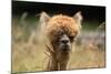 Alpaca Lama-erikgessinger-Mounted Photographic Print